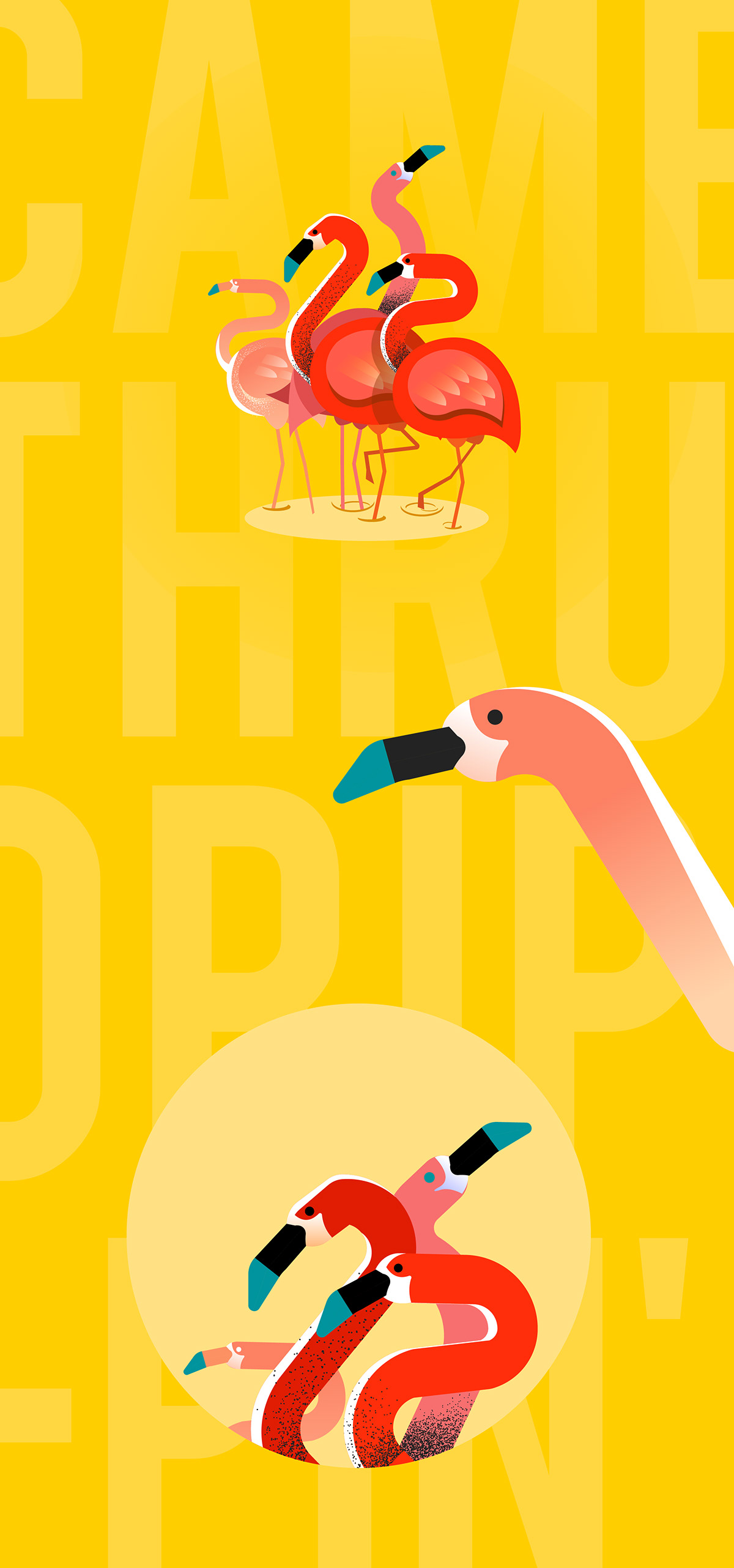 music flamingos illustrate animate motion music videos