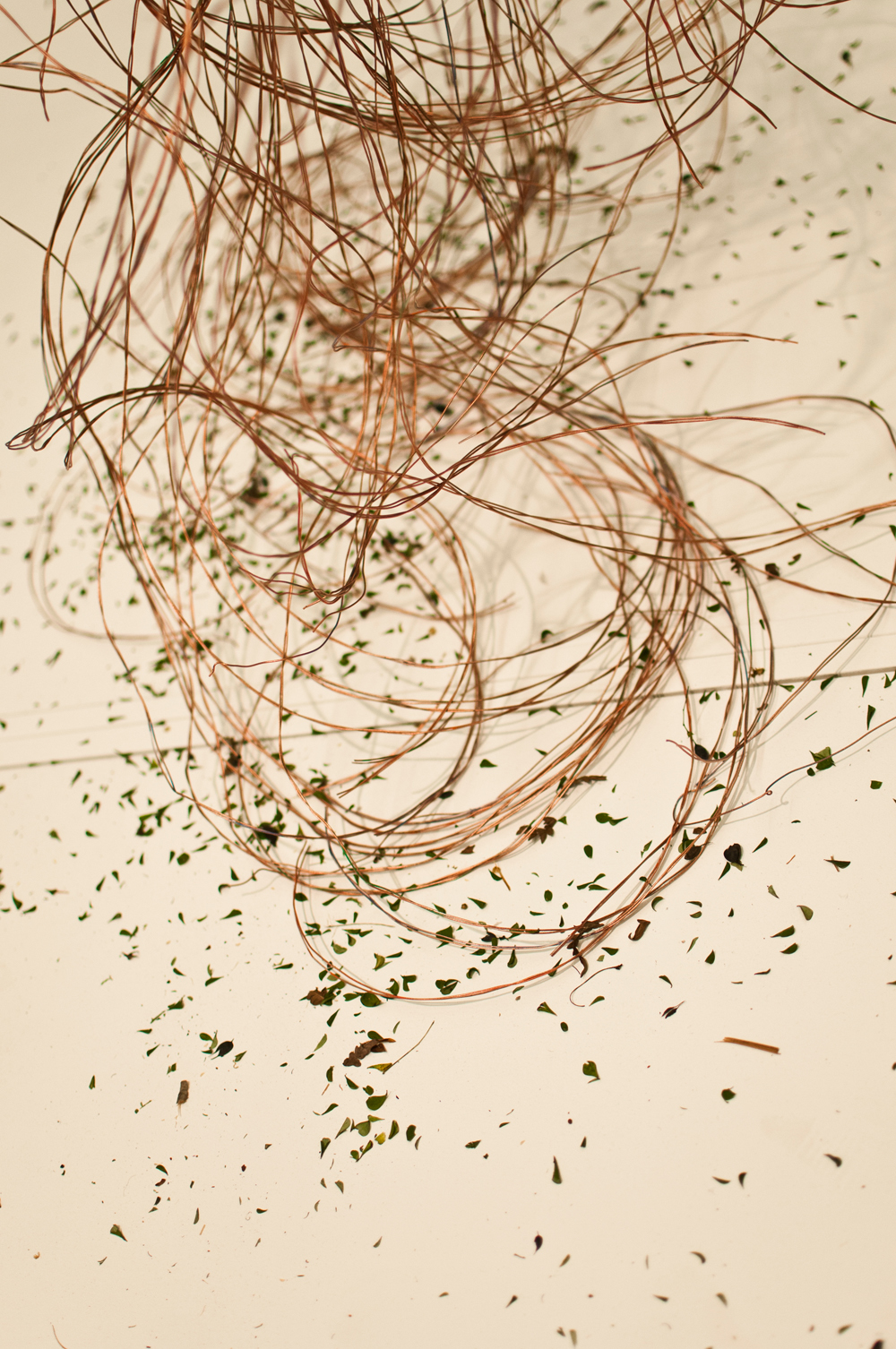 plants bio biology merging funnels science art sculpture mutation Téchne Wires electricity hybrid