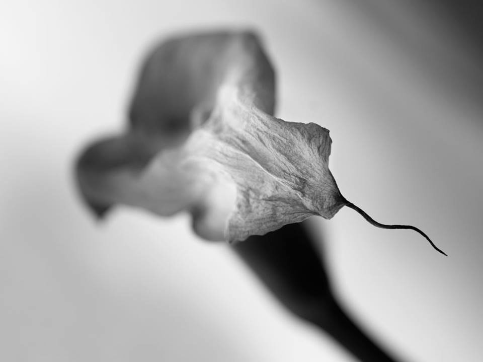 calla lilies Flowers Black&white