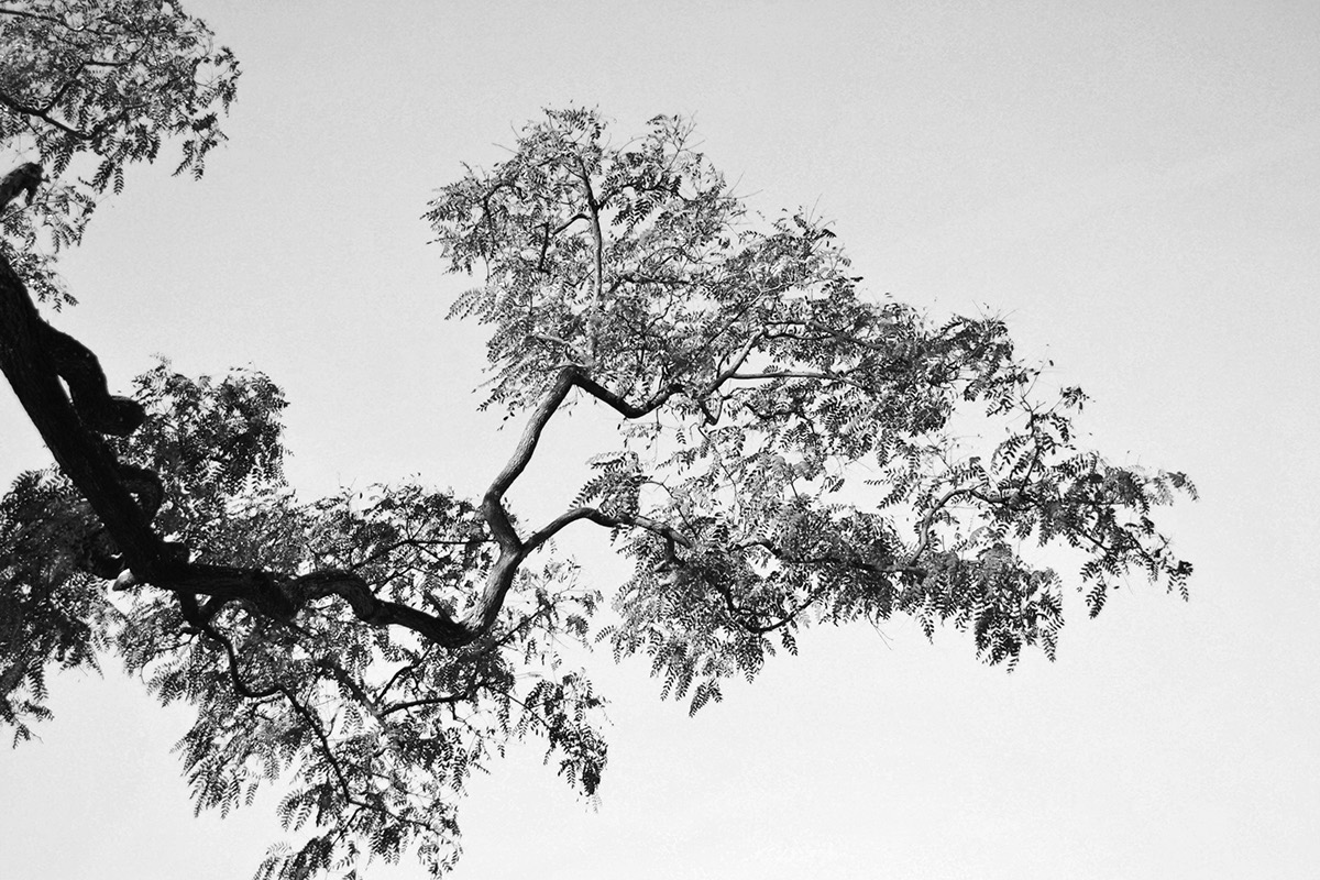 Photography  design editorialdesign Album Nature line texture Form elements trees