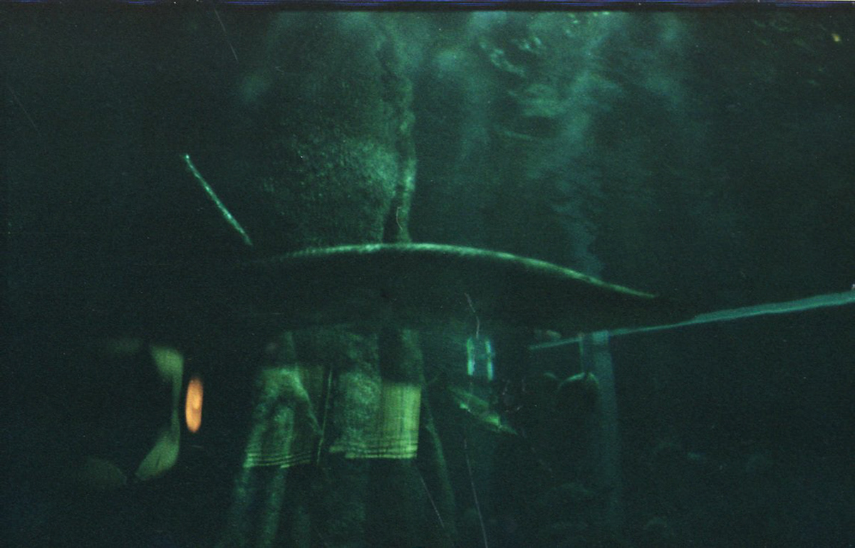 35mm analog photography aquarium drexciya fish Photography 