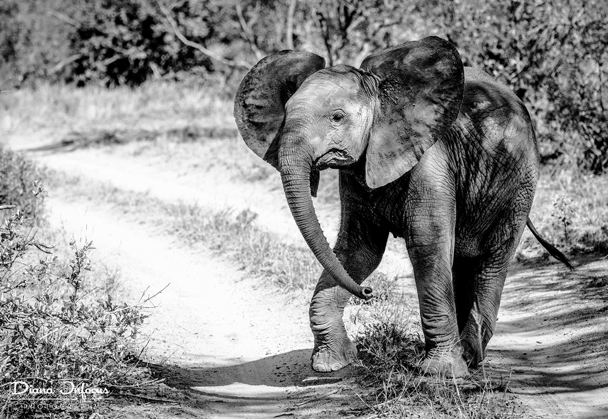 African Impact - Greater Kruger - march2016 south africa Diana Beekvelt Wildlife photography