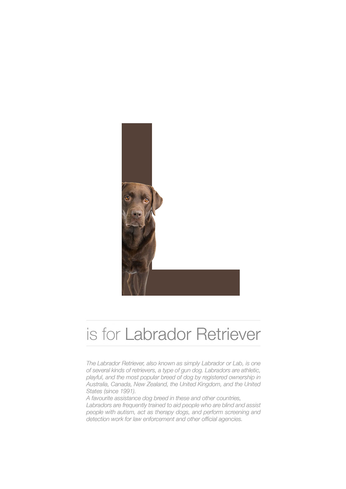 dog posters Breeds alphabet learning letters graphicdesign type