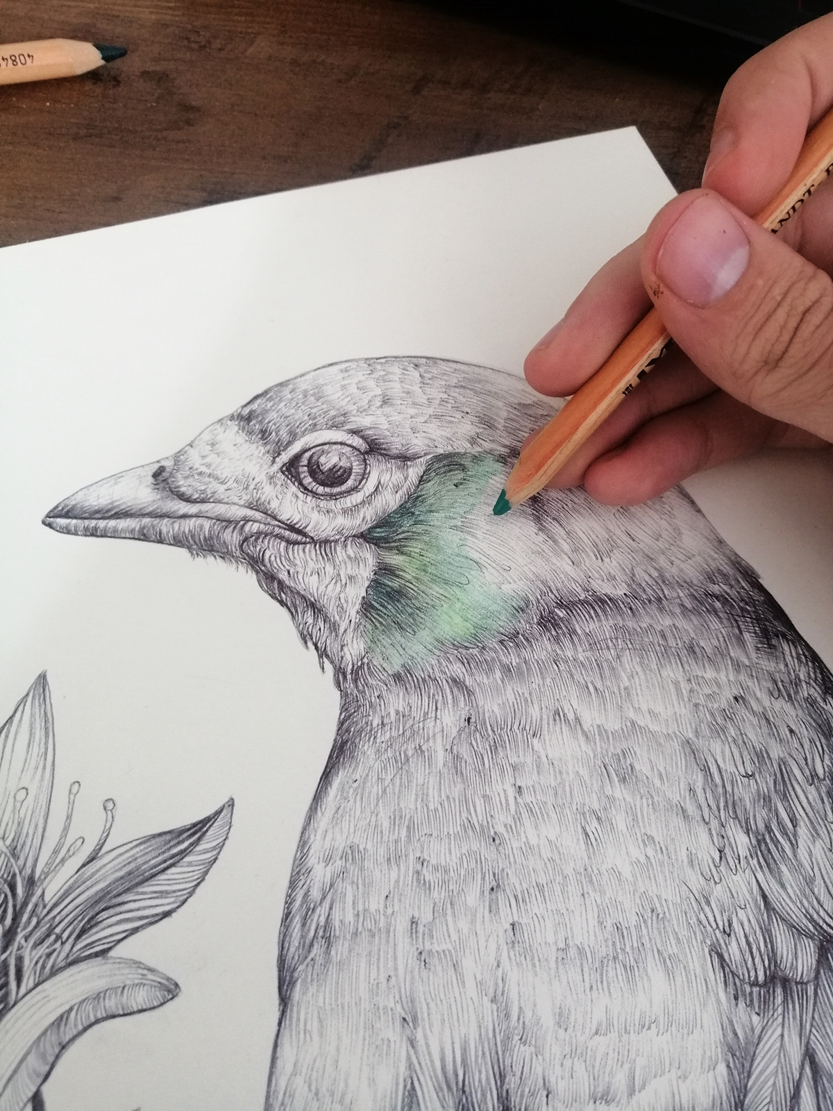 animals art birds colombia dibujo Drawing  ILLUSTRATION  ilustracion Nature sketch