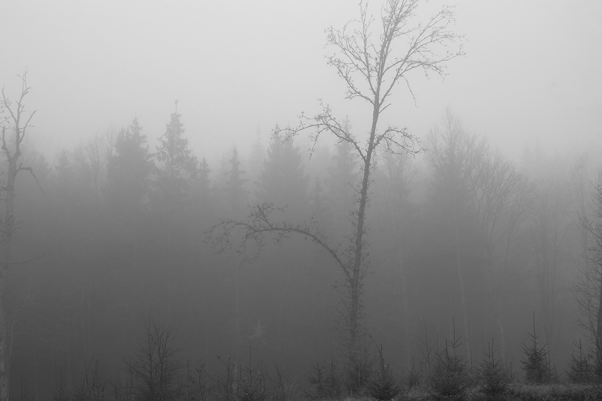 lietuva lithuania Landscape Nature mist Tree  fog Mindaugas Buivydas