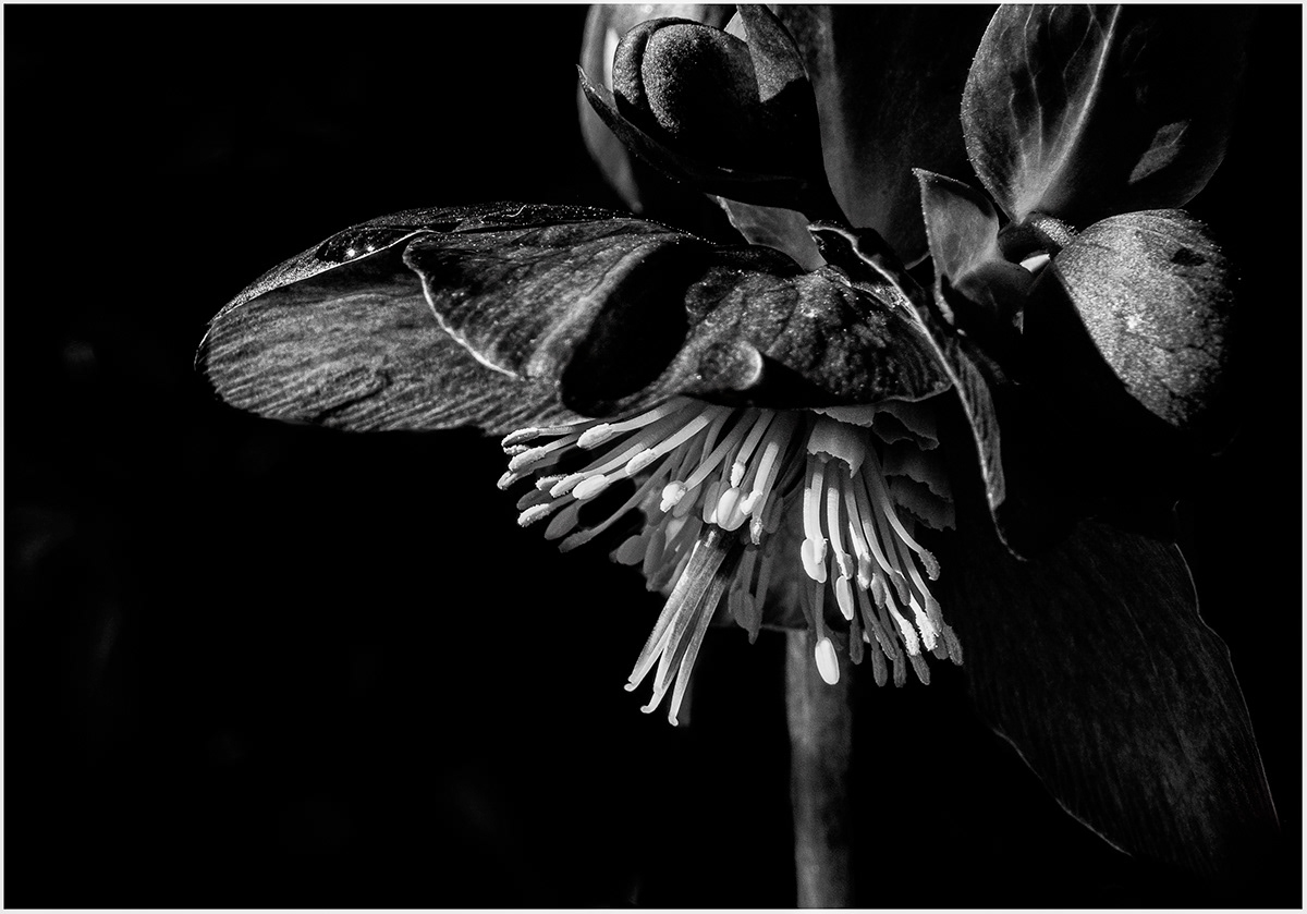 flower black and white monochrome