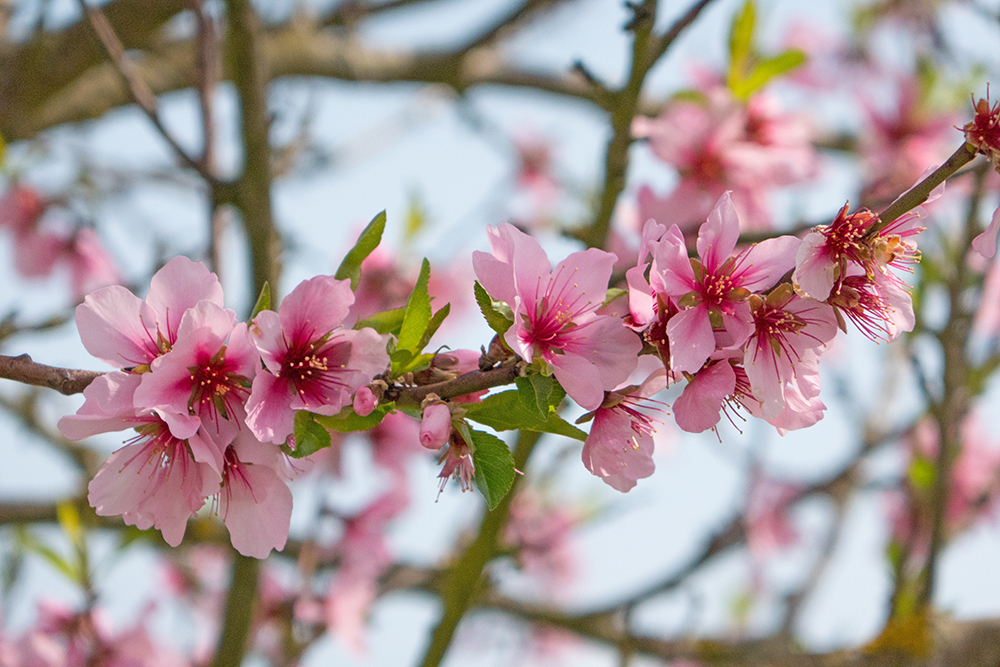 almond Mandel pfalz mandelblüte almond blossom