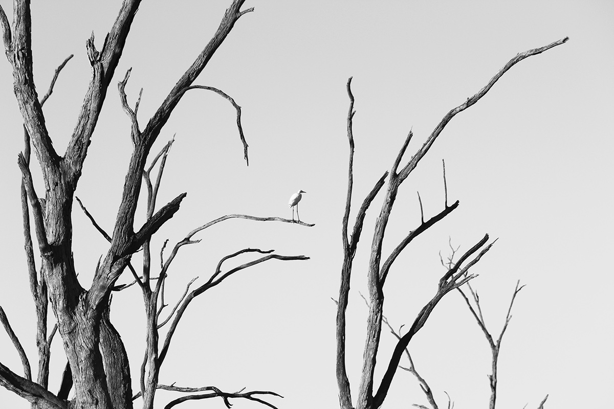 Tree  Australia riverland dead alive macro photo study black White Focus life silence wistful Beautiful