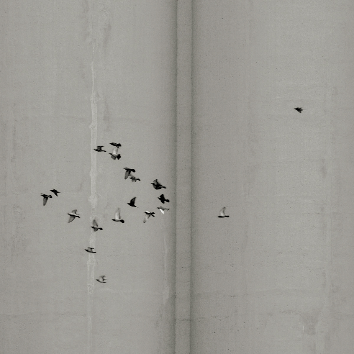 birds concrete oiseaux pigeons black and white noir et blanc carré square 6x6