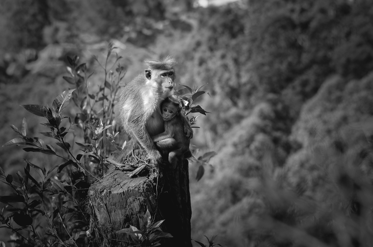 Photography  animals monkey makaka black and white Sri lanka wildlife Nature