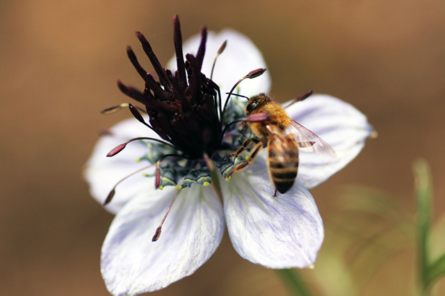 Flowers detail macro bees