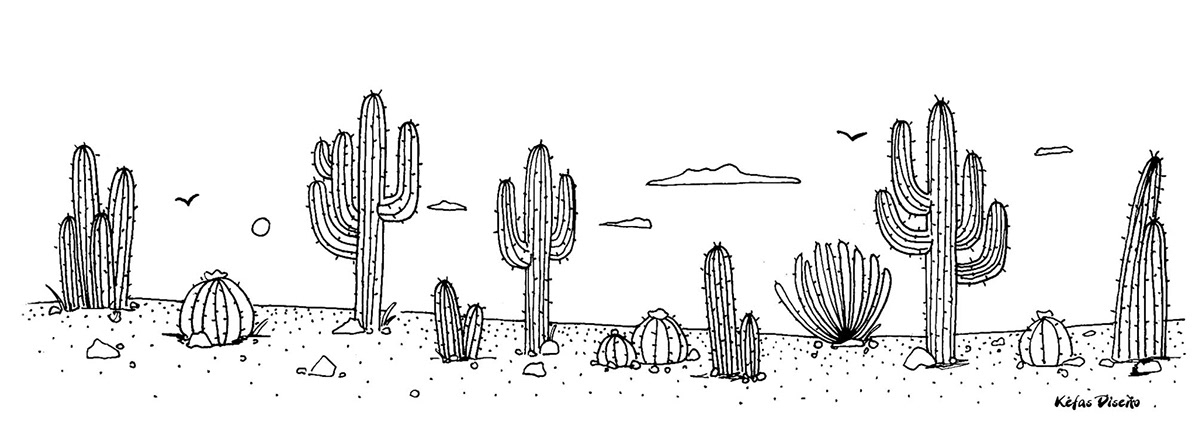 cactus La Paz dessert Desierto Sun sunset