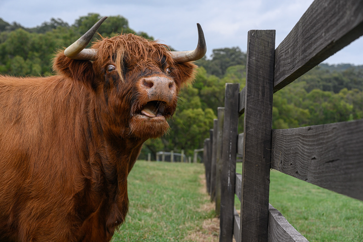 animal Anthropomorphic bull cow Highland bull Idioms puns
