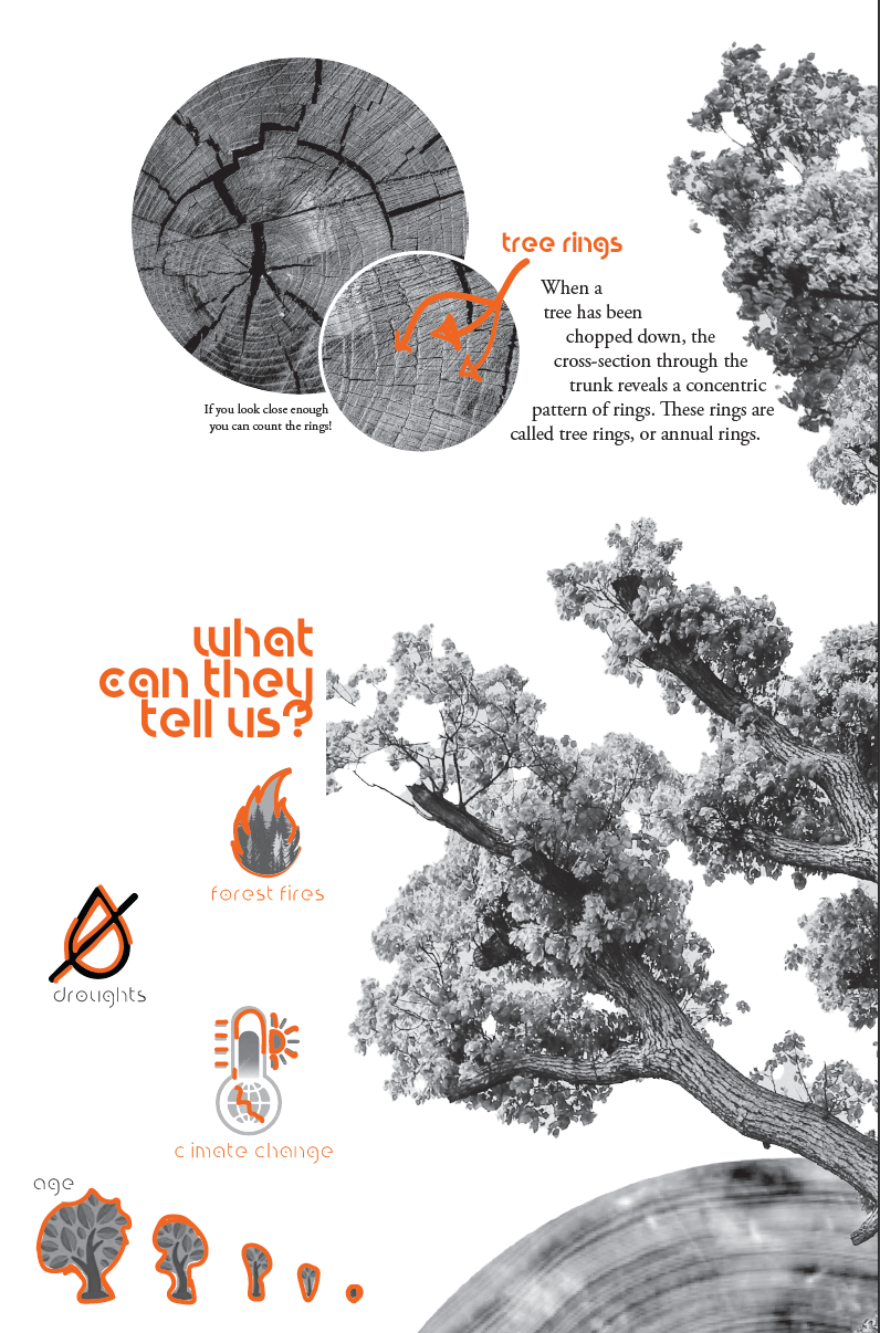design infographic Tree  Tree Rings book editorial graphic design  information design Layout print