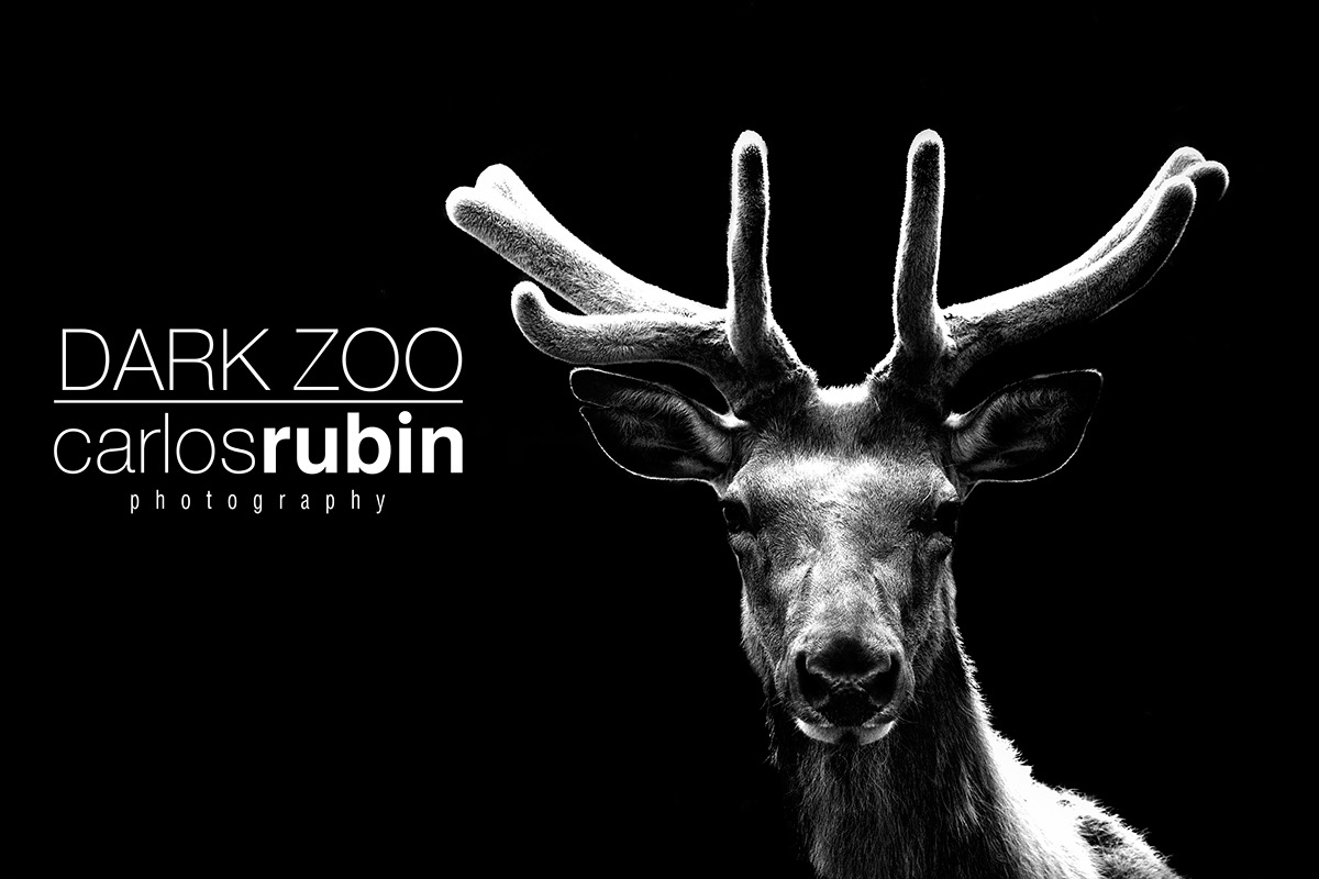 animal animals zoo wild life portrait black & white