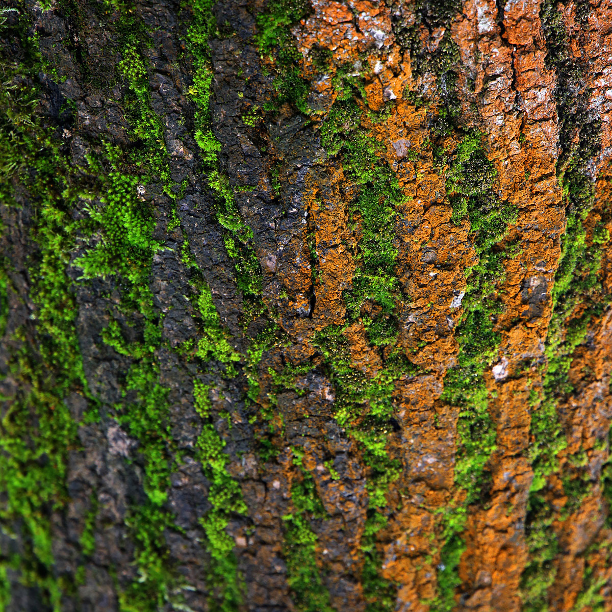 Nature abstract Aerial Landscape bark Tree  climate change macro environment imagination