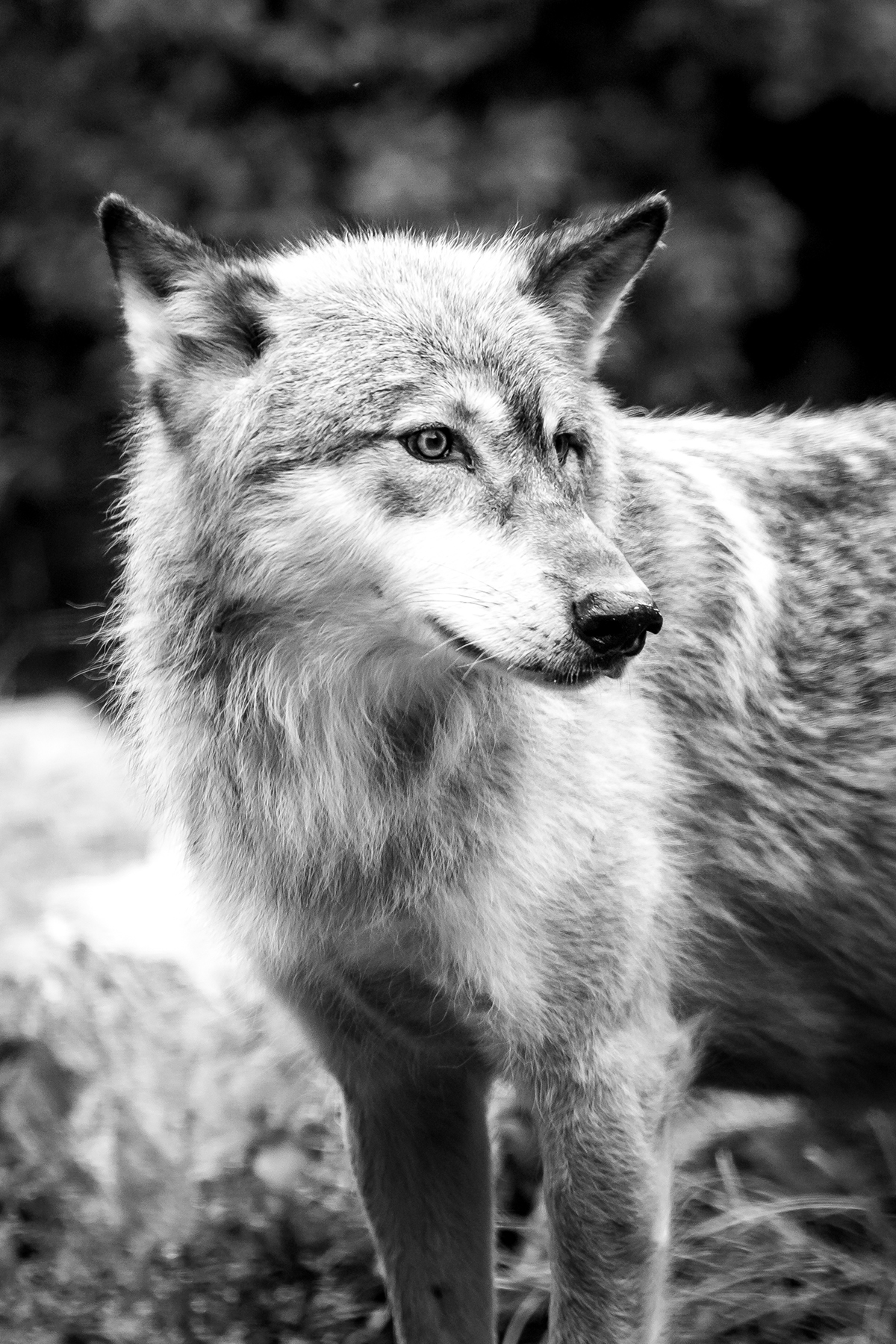 wolf wolves wild dog wilderness north animals mammal