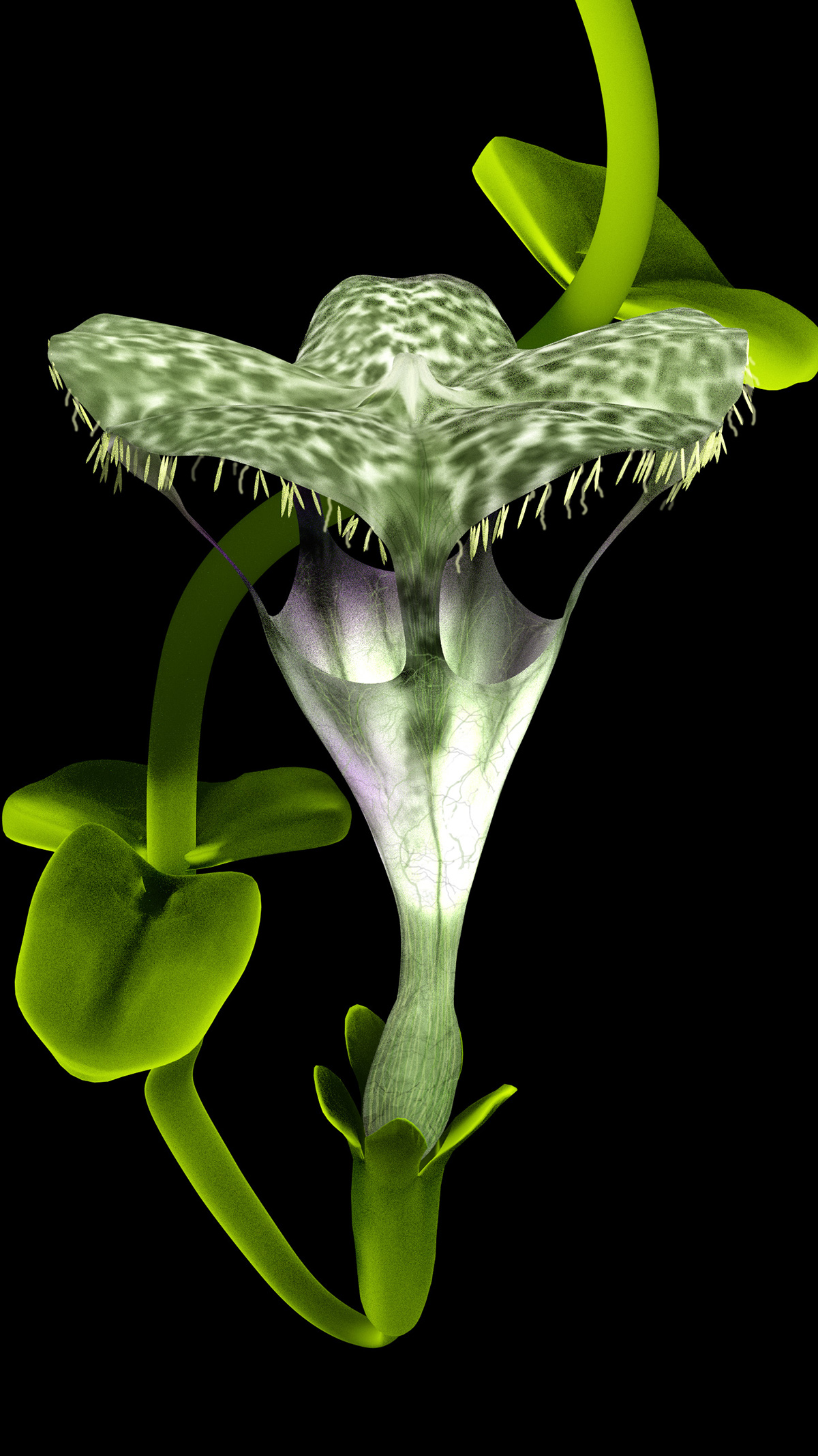 Ceropegia sandersonii Plant 3D model sketchfab