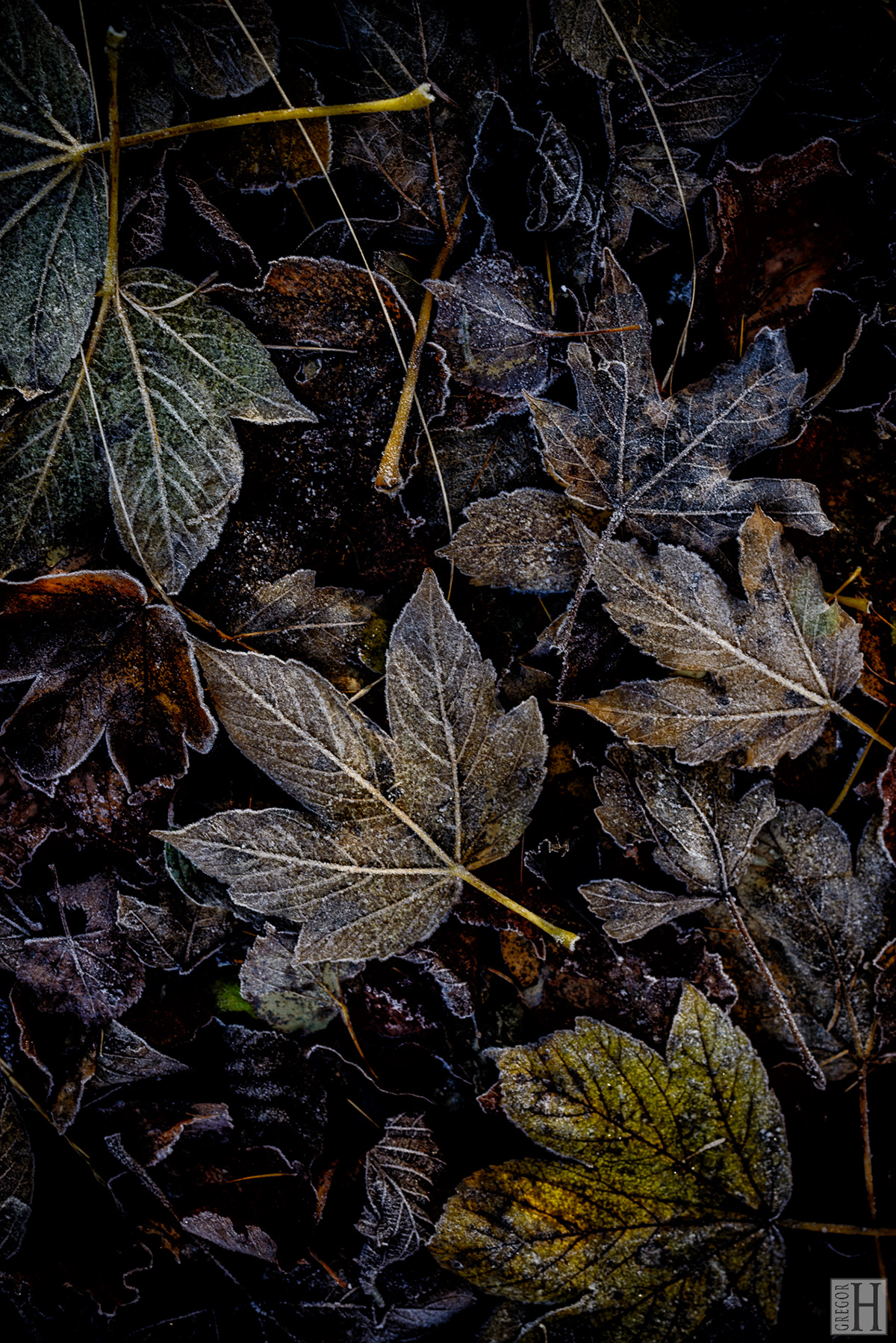 autumn leaves dark warm sweet frost still-live forest-floor brown botanical-art