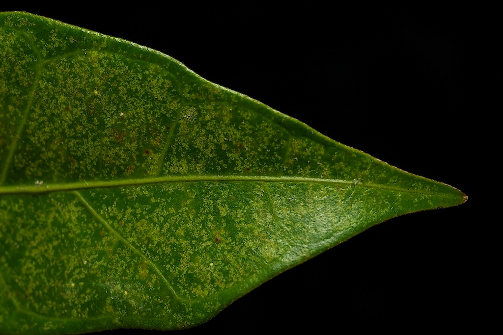 botany Ficus conservation Ecology wasp fig Tree  Fruit macro science