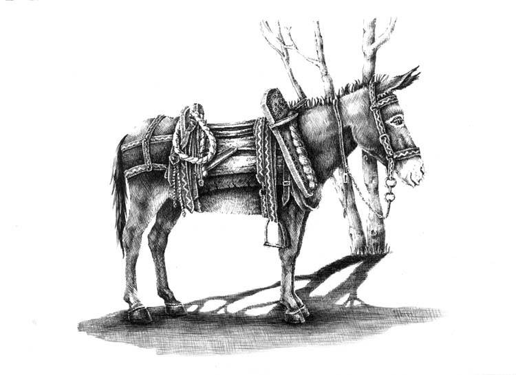 donkey ILLUSTRATION  Illustrator graphic liner animals draw Drawing  black and white