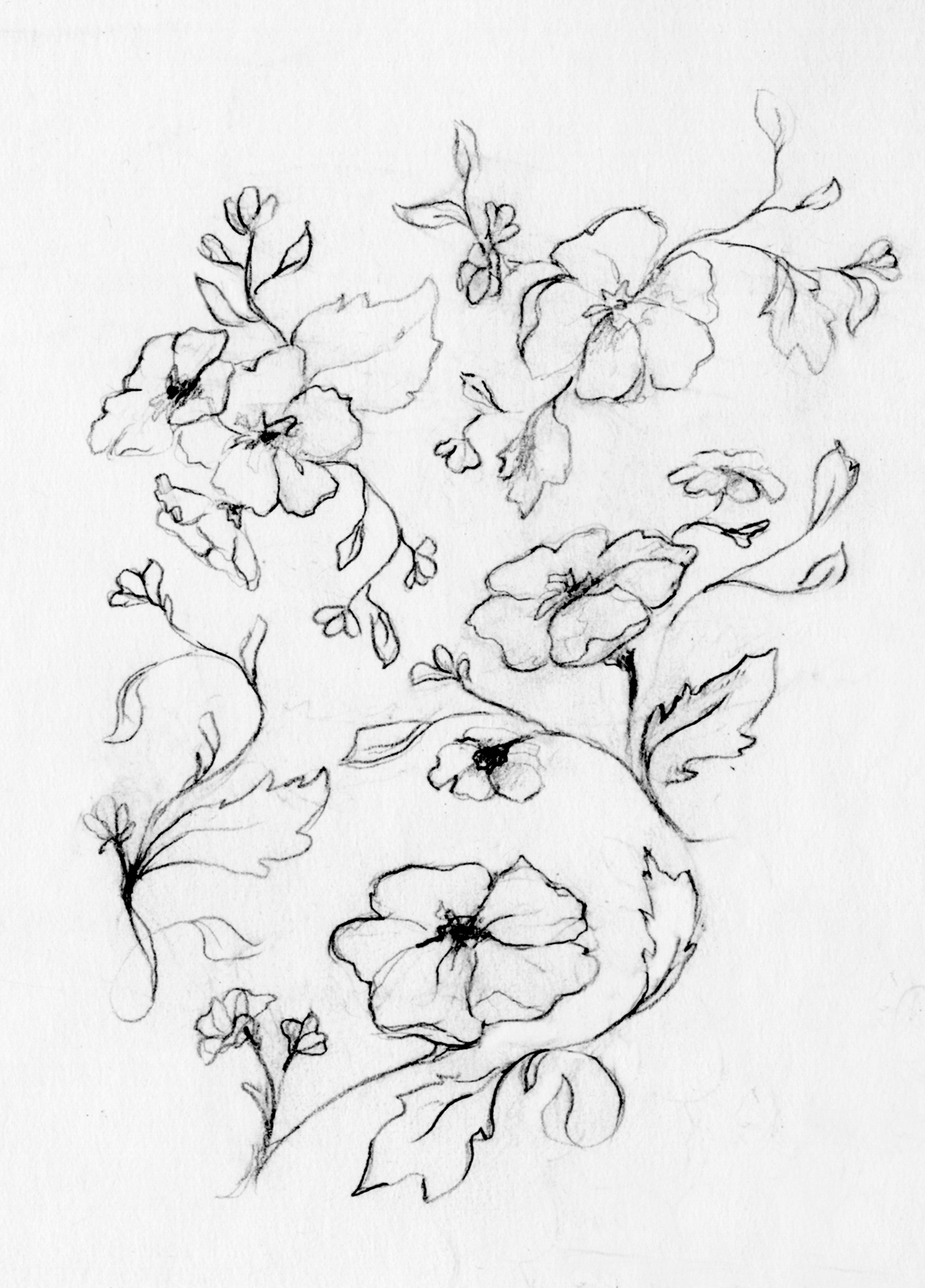 pencil florals sketchbook Volume publishing   charcoal