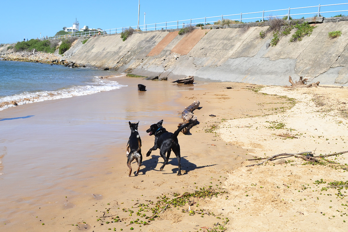 photos beach dogs
