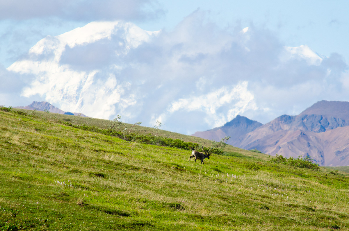 Caribou reindeer Alaska denali National Park mt mckinley Nature wildlife Landscape
