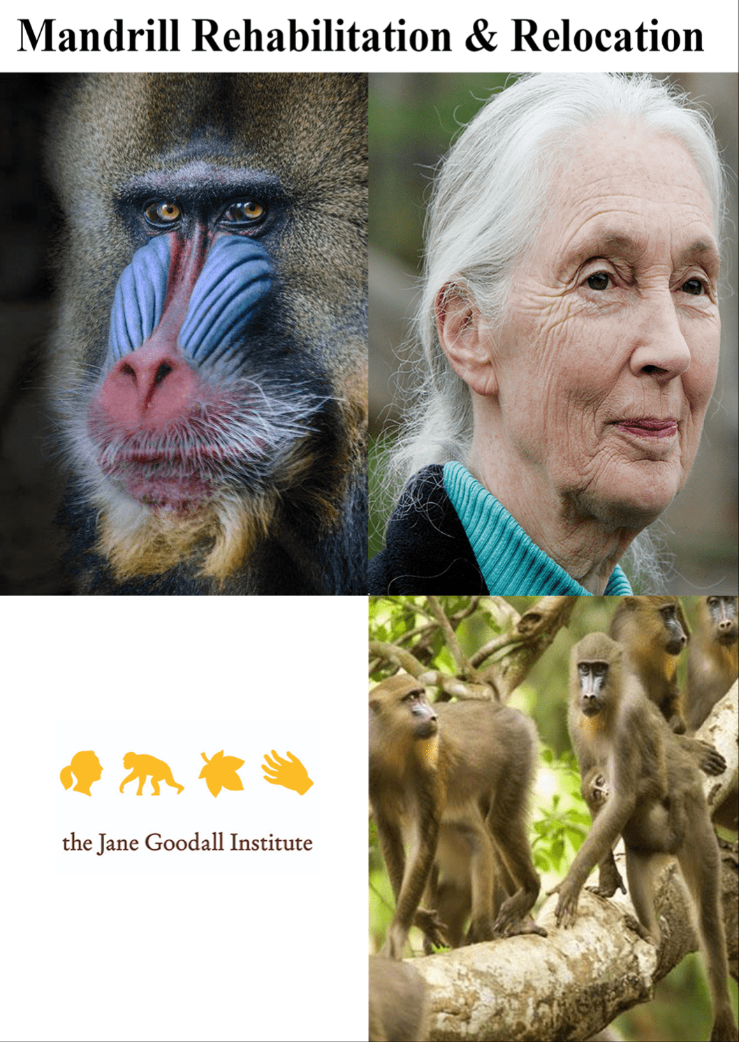 Jane Goodall mandrill poster