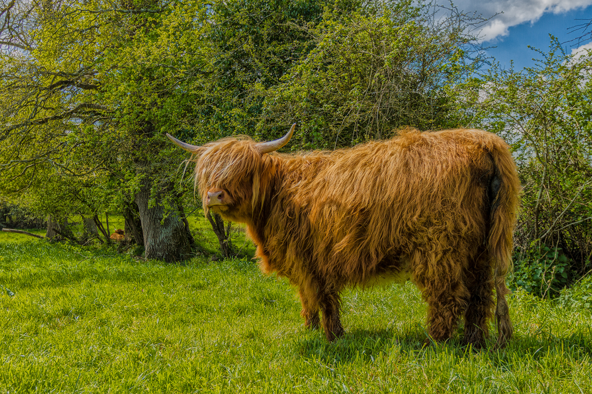 cow highland