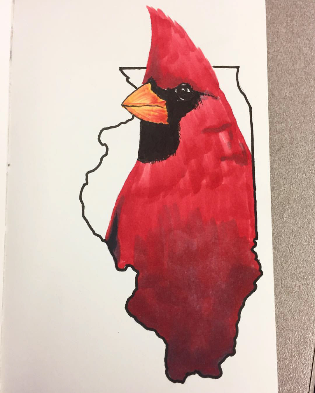 drawingoftheday state birds states birds usa united states cardinal mockingbird