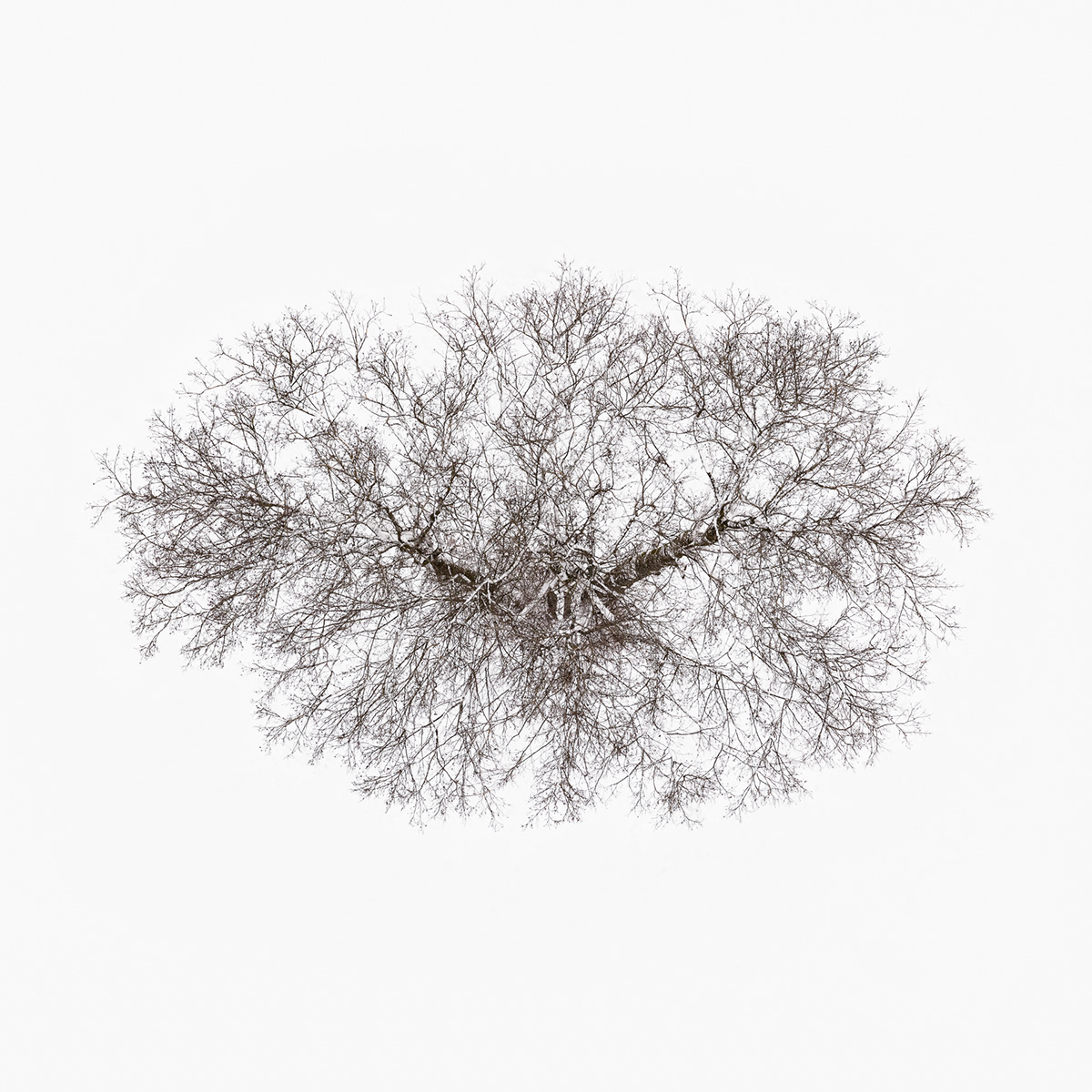 Aerial Nature trees snow winter White Aerial Photography BW photography tree crown