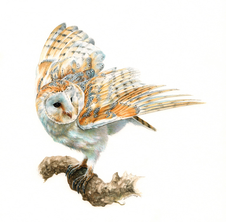 animalart animalpainting birdart birdpainting FINEART owl illustration owlpainting TRADITIONAL ART watercolor wildlife art