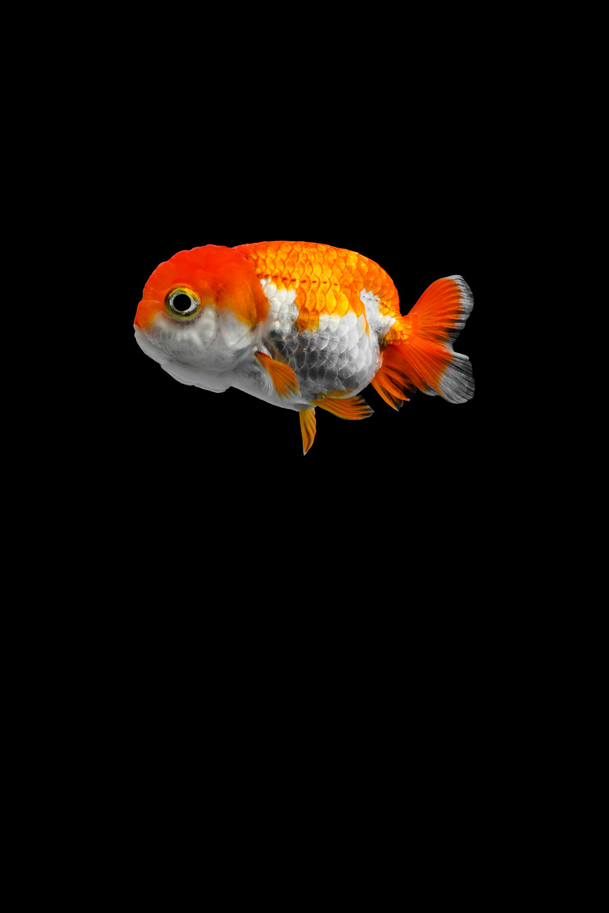 goldfish gold ranchu color orange fish macro taiwan 金魚 Canon