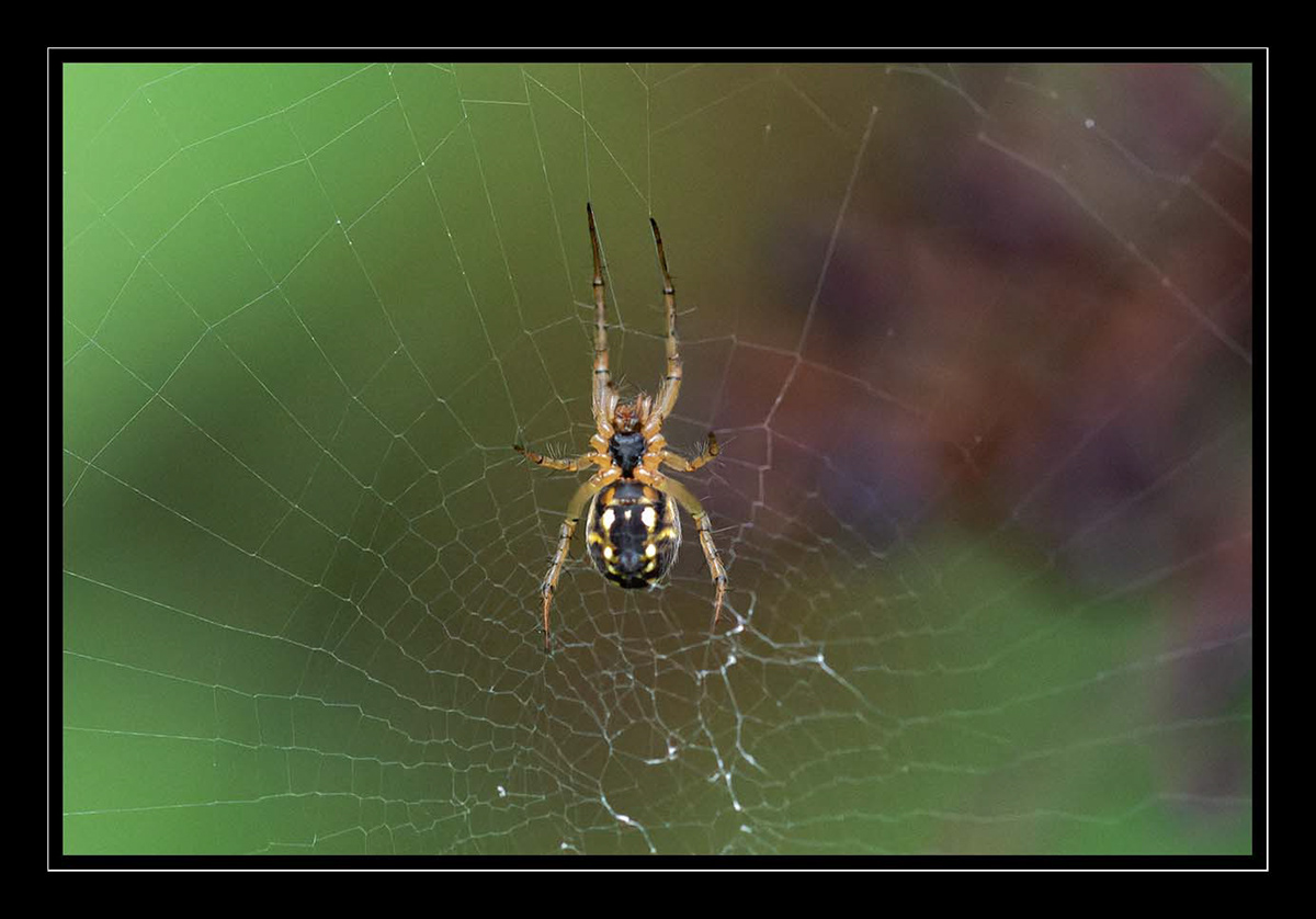Macro Photography wildlife Nature année 2023 arachnides Araignées insectes Isabelle Cros proxyphotography quercy animalier