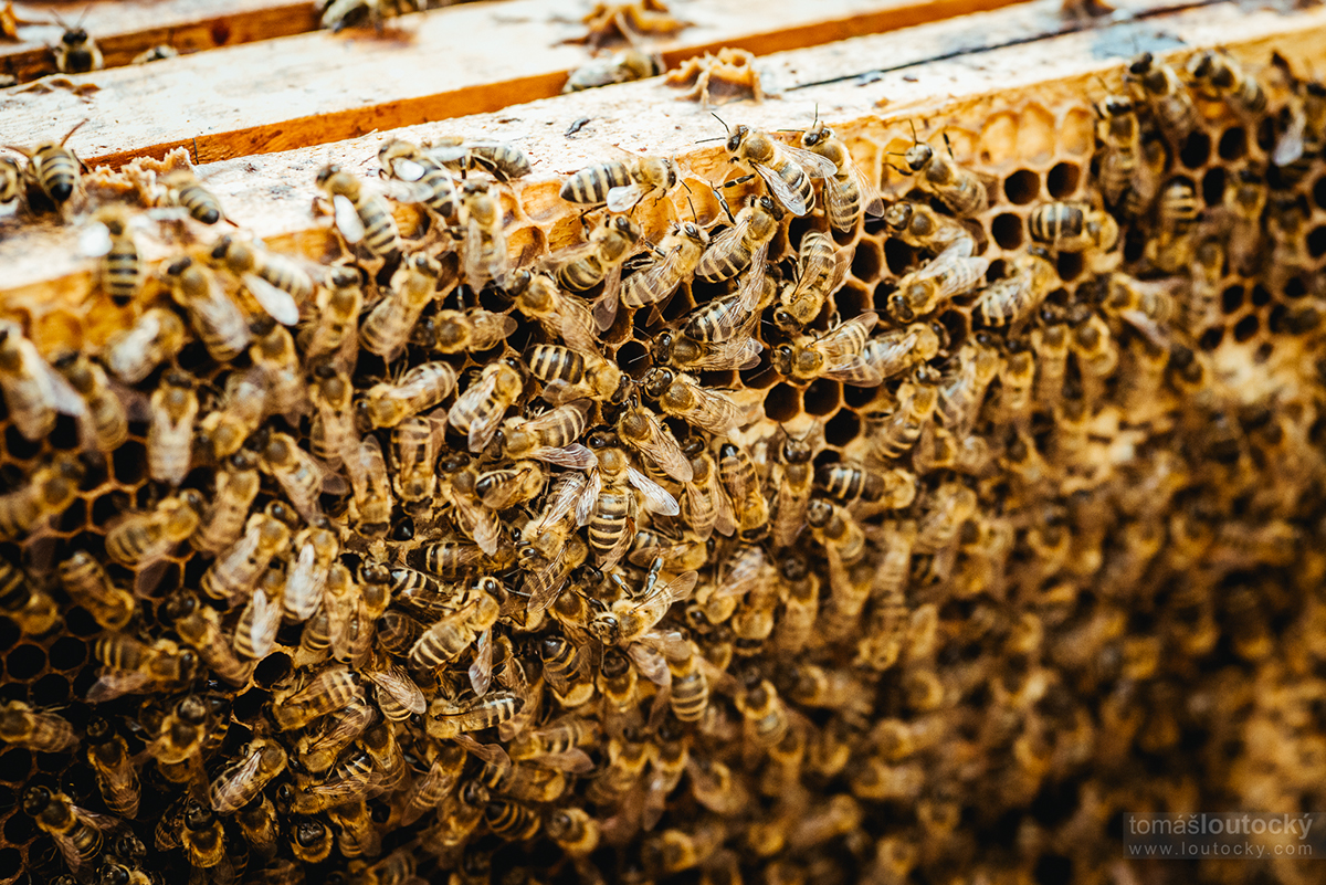 honey making maker bee Nature man