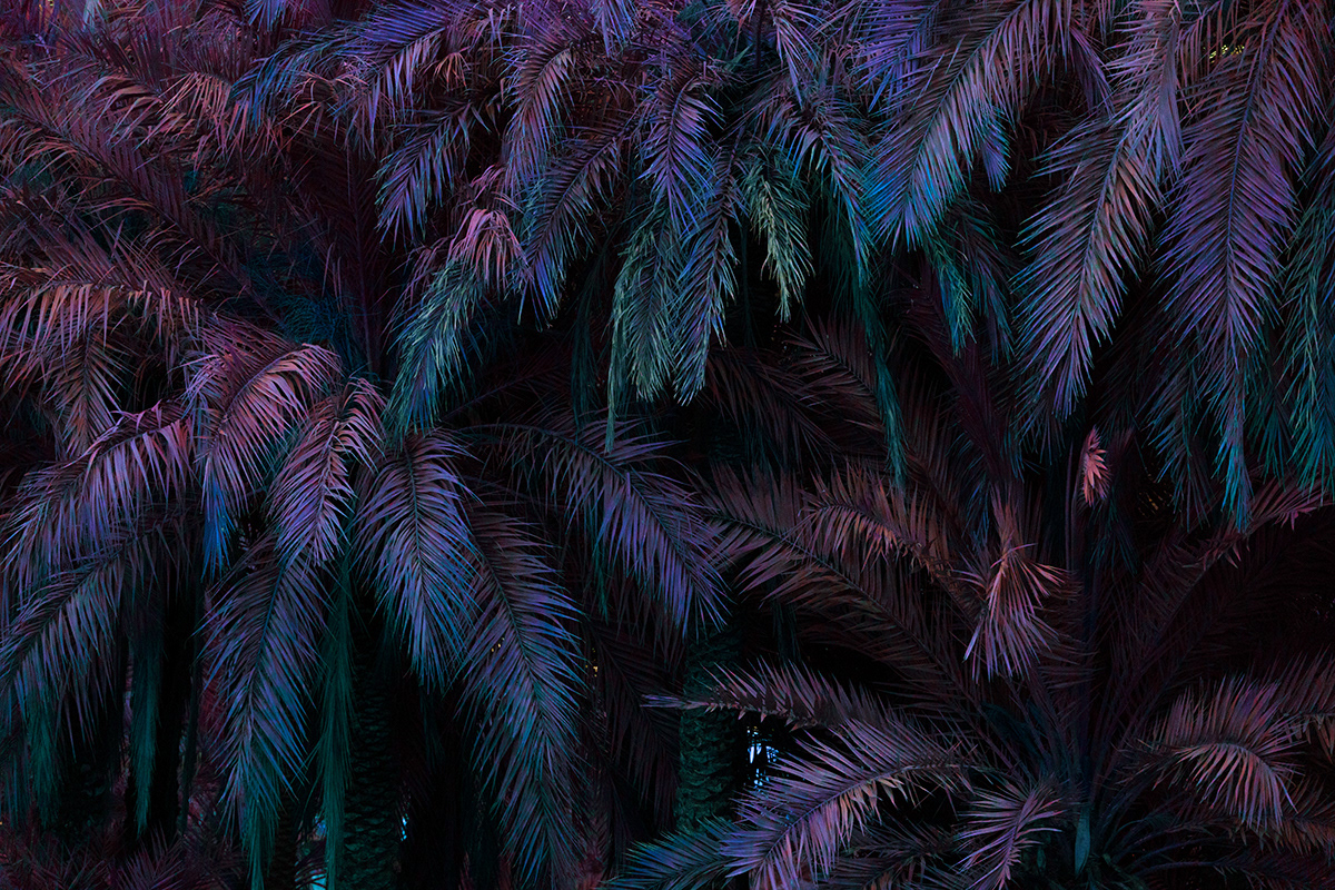 color Cyberpunk dark dystopic fine art forest jungle Landscape Photography  plants