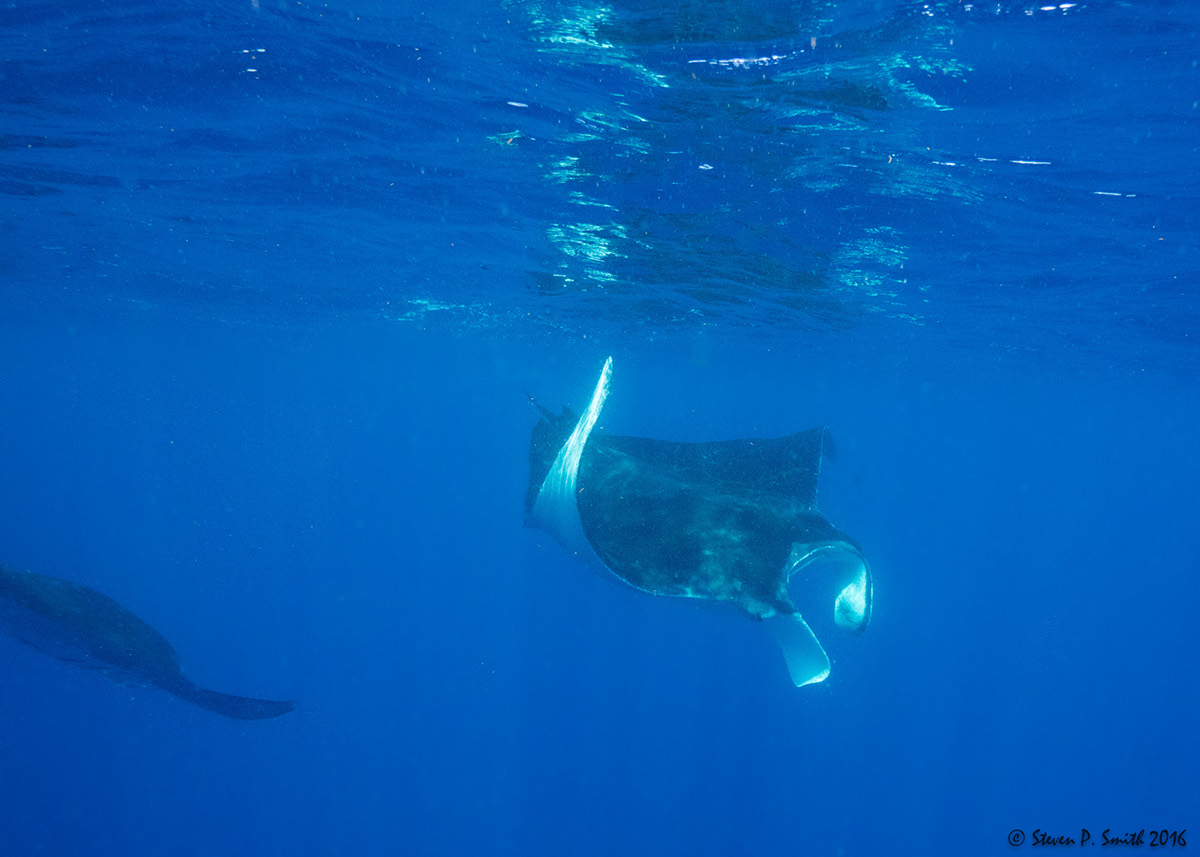 Adobe Portfolio Whale Sharks manta rays Sea Turtles French Angelfish scuba diving underwater cozumel mexico fish