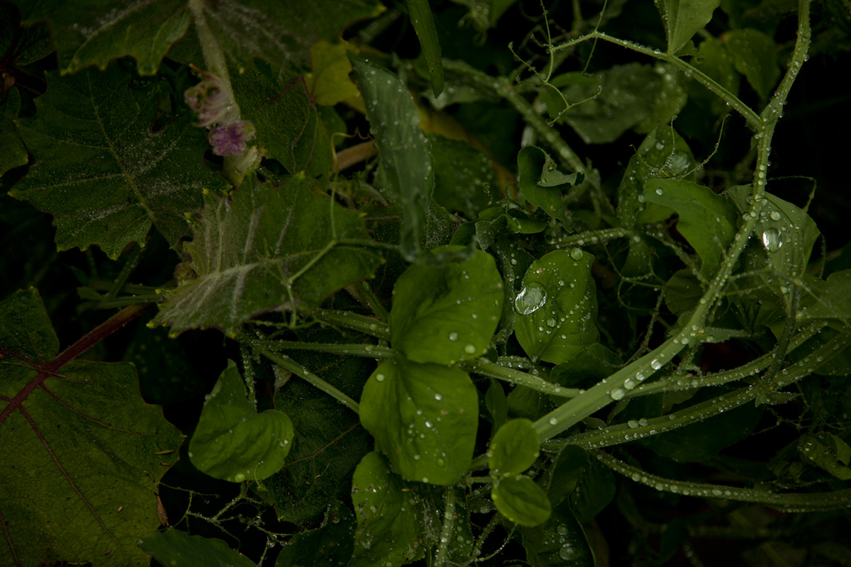 weeds Nature rain green world magic garden green weeds garden in rain