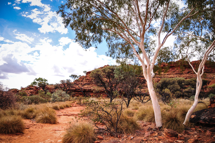 eden's garden  Australia Nature colors photo digital Landscape bird desert