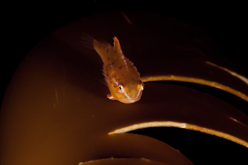 UNDERWATER PHOTOGRAPHY marine life underwater