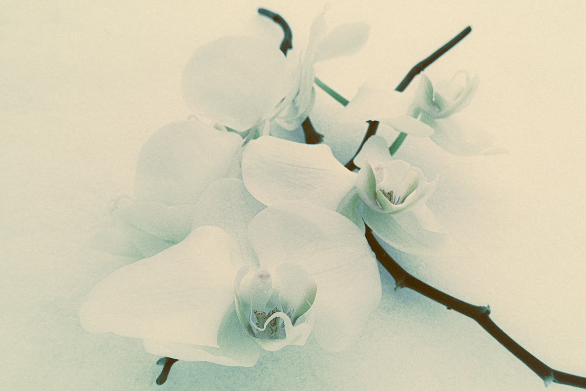 beauty cold lightroom Nature orchids Photography  snow winter