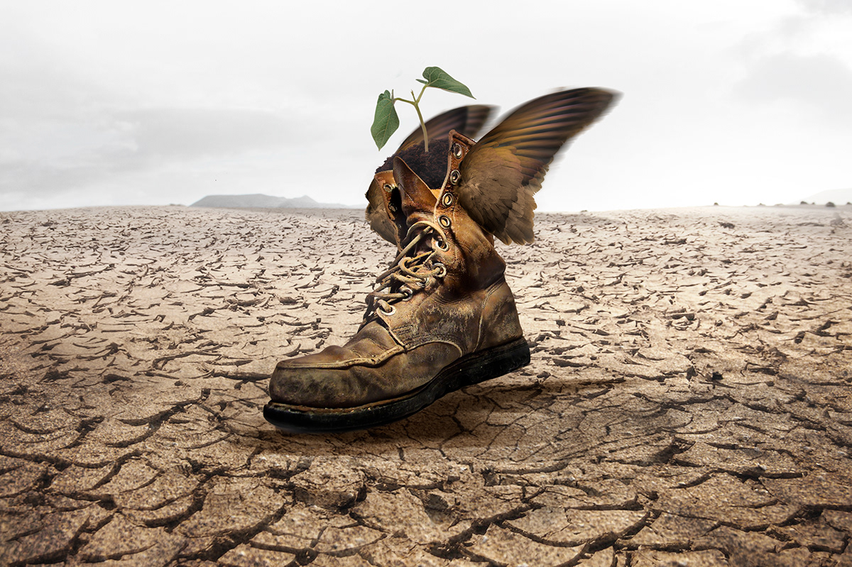 Photo Manipulation  surrealism boot arid area wing Plant shoes breaking ground