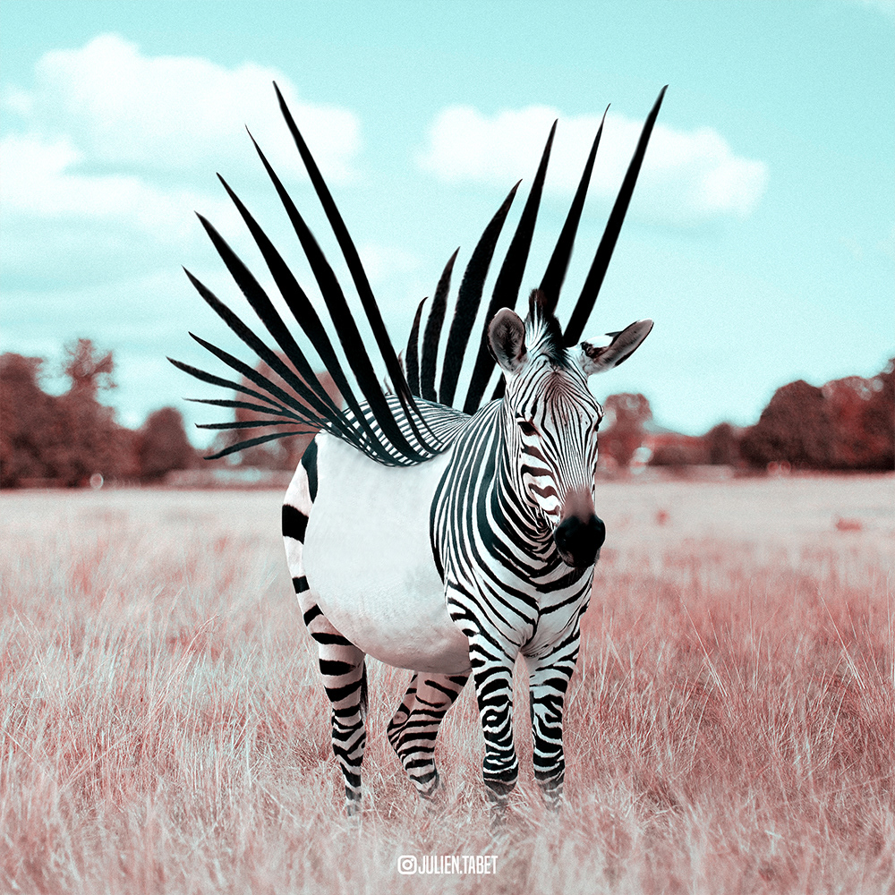 ailes julien tabet wings zebra zebre