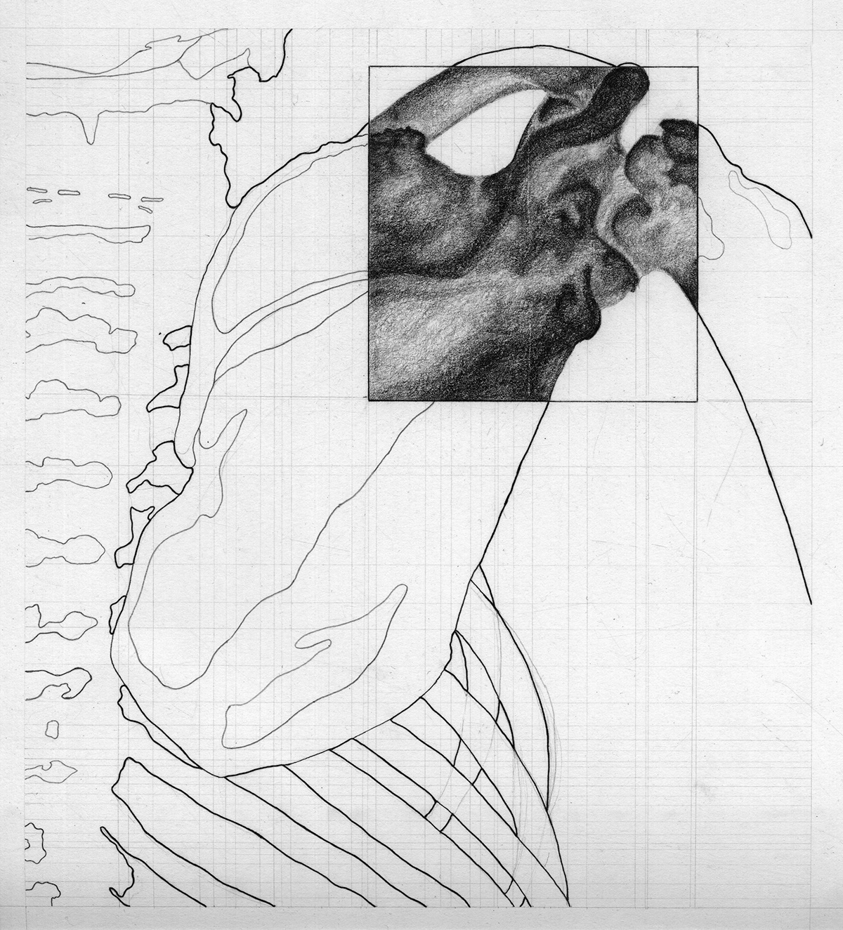 bat free hand anatomy Drafting graphite line Contour skeleton