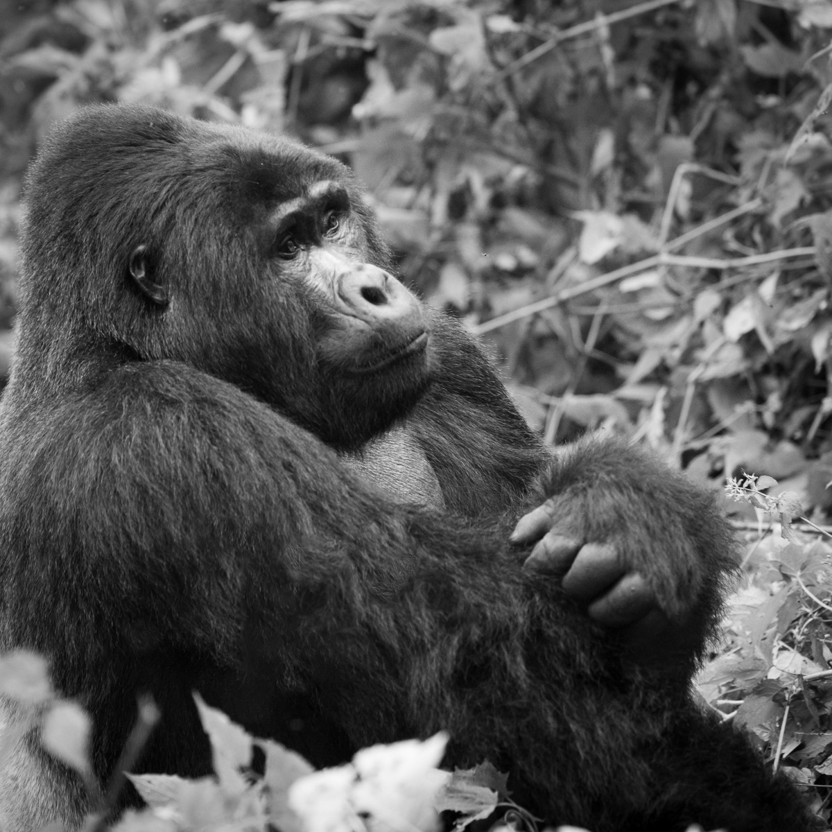 animals black and white bwindi national park fineartphotography gorilla gorillatrecking gorillatrekking portrait primate wildifephotography