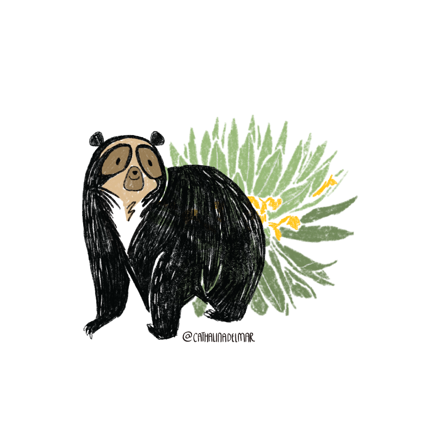 Andean bear andino bear colombia oso de anteojos paramo South America