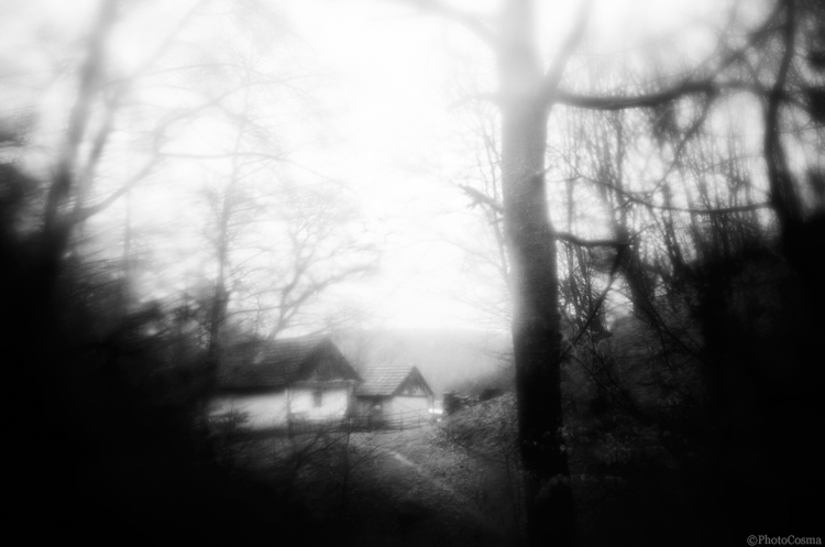 dream dark forest night mood atmosphere eerie spooky mystery Tree  fantasy journey story tale