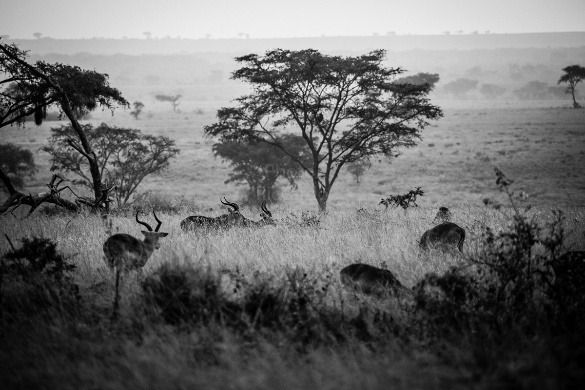 wildlife lion africa Uganda black and white