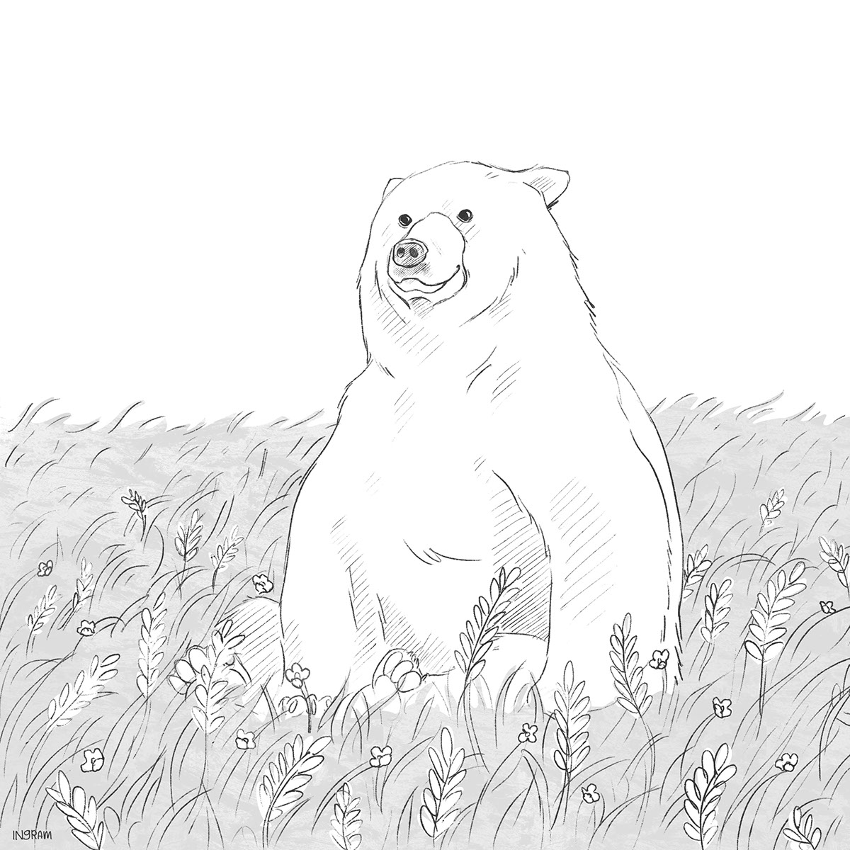 bear ILLUSTRATION  art painting   sketch field grass animal Nature